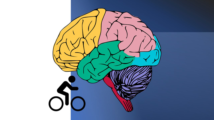 Cyclist brain graphic